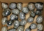 Lot: - Polished Eggs With Orthoceras Fossils - Pieces #134139-2